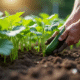 Personne plantant des concombres trop proches dans le jardin